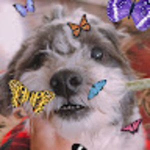 Meet your Posher, Hi